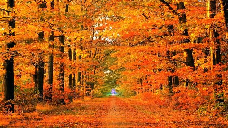 Fall Collection